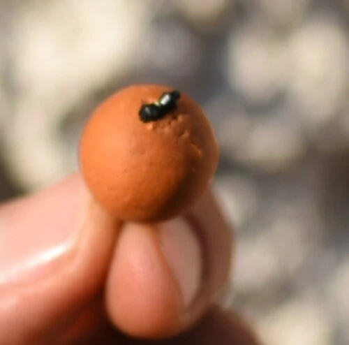Zarážky na boilies – tvrdé, hnědé / čiré